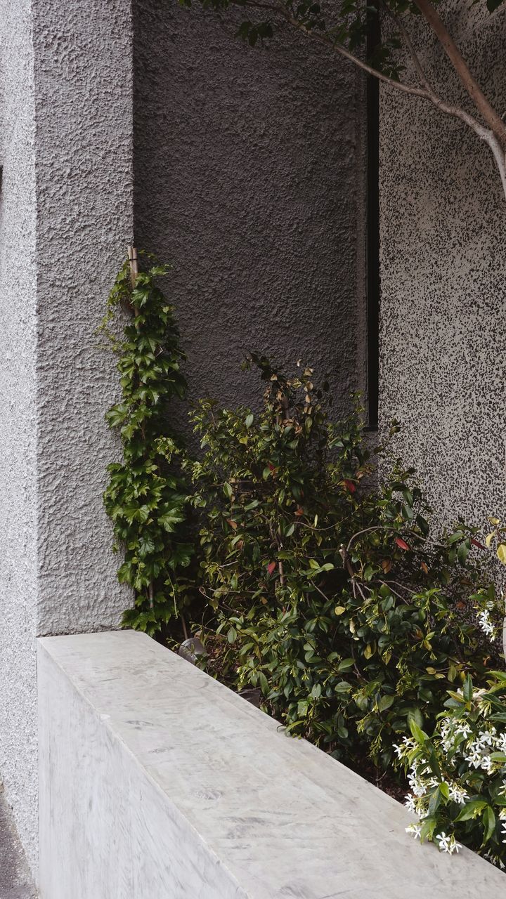 Climbing plants softening a concrete wall in Melbourne